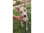 Daisy, Retriever (unknown Type) For Adoption In Helotes, Texas