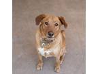 Cooper, Golden Retriever For Adoption In Escondido, California