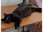 Malachy, Bombay For Adoption In Bloomington, Indiana