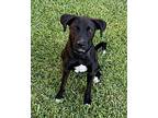 Luna, Labrador Retriever For Adoption In Little Rock, Arkansas