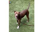 Zoomer, American Staffordshire Terrier For Adoption In Raleigh, North Carolina