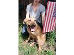 Clover, Retriever (unknown Type) For Adoption In Helotes, Texas