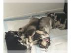 German Shepherd Dog-Siberian Husky Mix PUPPY FOR SALE ADN-824224 - Shepskies
