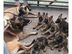 Belgian Malinois PUPPY FOR SALE ADN-824075 - TRAINED AKC REGISTERED BELGIAN