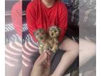 Yorkshire Terrier PUPPY FOR SALE ADN-824114 - Yorkie