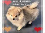 Pomeranian PUPPY FOR SALE ADN-824081 - Small female Pomeranian Puppy