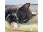 Edgar, Domestic Shorthair For Adoption In Redding, California