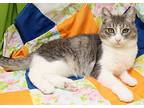 Luna, Domestic Shorthair For Adoption In Tierra Verde, Florida