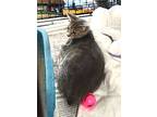 Munchkin, Domestic Shorthair For Adoption In Albemarle, North Carolina