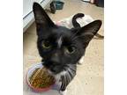 Magpie, Domestic Shorthair For Adoption In Athens, Tennessee