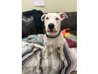 Nova, American Pit Bull Terrier For Adoption In Neosho, Missouri