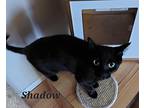 Smokey, Domestic Shorthair For Adoption In Woodstock, Ontario