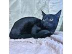 Rosco, Domestic Shorthair For Adoption In Rutherfordton, North Carolina