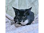 Paul, Domestic Shorthair For Adoption In Rutherfordton, North Carolina