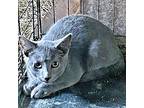 Bo, Domestic Shorthair For Adoption In Rutherfordton, North Carolina