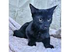 Walker, Domestic Shorthair For Adoption In Rutherfordton, North Carolina