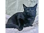 Luke, Domestic Shorthair For Adoption In Rutherfordton, North Carolina