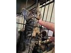 Sha'von -freek A Litter, Manx For Adoption In Pacifica, California