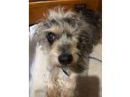 Tucker: Hospice/needs Sponsors!, Schnauzer (miniature) For Adoption In Homer