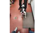 Noodle, American Pit Bull Terrier For Adoption In Salisbury, Maryland