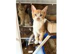 Sea Kittens, Domestic Shorthair For Adoption In Brooklyn, New York