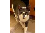 Ruth, Domestic Shorthair For Adoption In Tega Cay, South Carolina