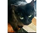Michelle, Domestic Mediumhair For Adoption In Brewerton, New York