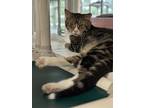 Callum, Domestic Shorthair For Adoption In Faribault, Minnesota