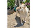 Maka - Foster Or Adopt Me!, Airedale Terrier For Adoption In Lake Forest