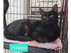 Pauline, Domestic Shorthair For Adoption In Richmond, Indiana