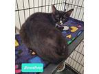 Rosaline, Domestic Shorthair For Adoption In Richmond, Indiana