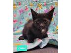 Luma, Domestic Shorthair For Adoption In Richmond, Indiana