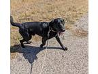 Apollo, Labrador Retriever For Adoption In Sheridan, Wyoming