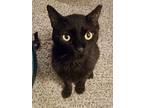 Jerry, Domestic Shorthair For Adoption In Henderson, Nevada