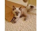 Hans, Siamese For Adoption In Henderson, Nevada