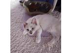 Hansel, Ragdoll For Adoption In Henderson, Nevada