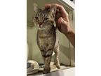 Sarabi, Domestic Shorthair For Adoption In Bolton, Connecticut