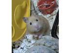 Blondie, Hamster For Adoption In Salmon Arm, British Columbia