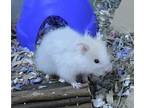 Freddie Mercury, Hamster For Adoption In Salmon Arm, British Columbia