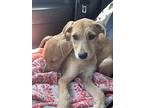 Hugo, Jack Russell Terrier For Adoption In Columbia, Tennessee