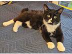 Brett Hoffman, Domestic Shorthair For Adoption In Milwaukee, Wisconsin