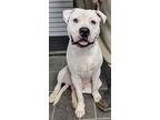 Wizz, American Pit Bull Terrier For Adoption In Lebanon, Kentucky
