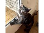 Cincy, Domestic Shorthair For Adoption In Gravette, Arkansas