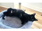 Madison, Domestic Shorthair For Adoption In Gravette, Arkansas
