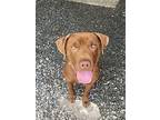 Coca, Labrador Retriever For Adoption In Thompson, Pennsylvania
