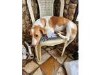 Jackie (lebanon) Kt/yo, Jack Russell Terrier For Adoption In Langley