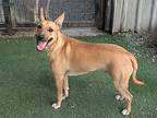 Roman, Staffordshire Bull Terrier For Adoption In Antelope, California