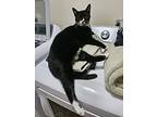Sarasota, Domestic Shorthair For Adoption In Attalla, Alabama