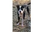Chaos, American Pit Bull Terrier For Adoption In Hanover, Pennsylvania