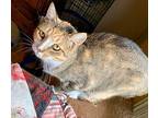 Noctua, American Shorthair For Adoption In Elkland, Pennsylvania